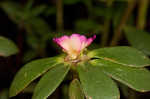 Paraguayan purslane